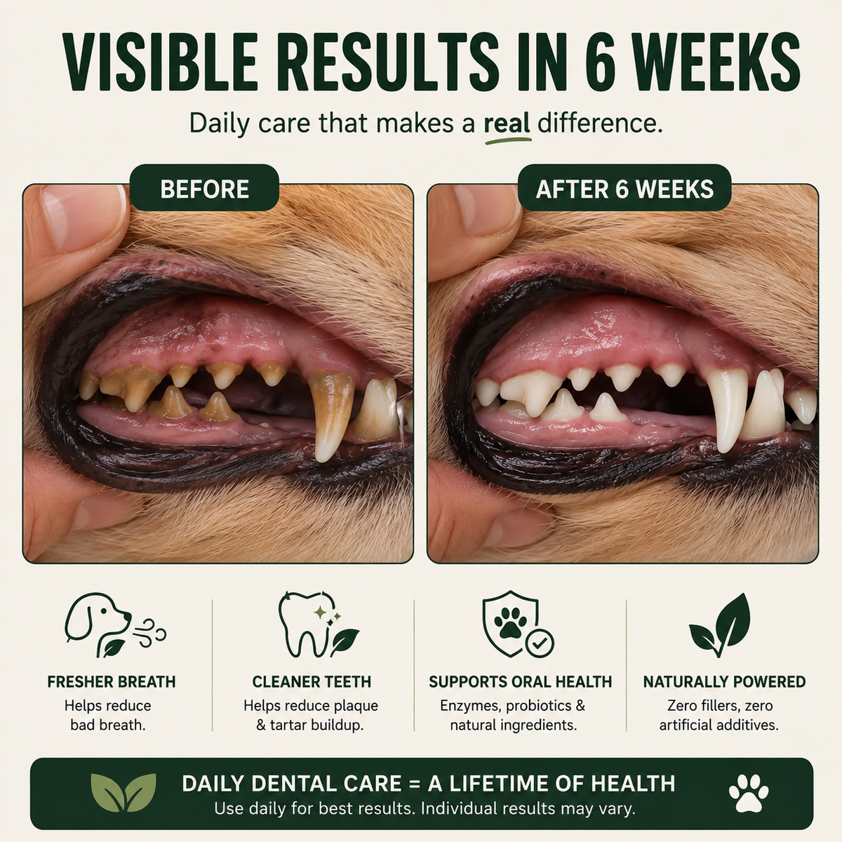 Daily Dental Powder